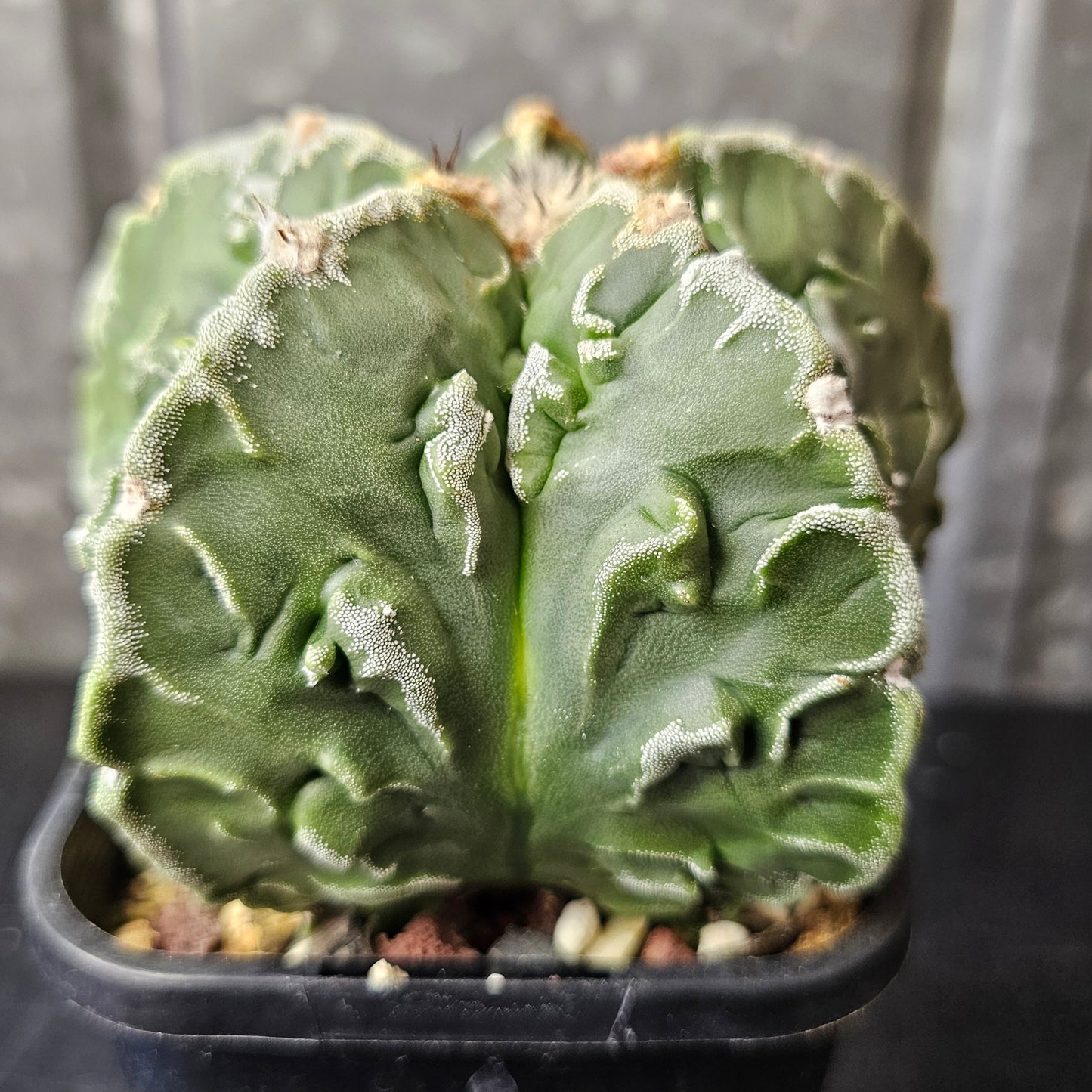 Astrophytum myriostigma cv. Fukuryu (Show Quality)