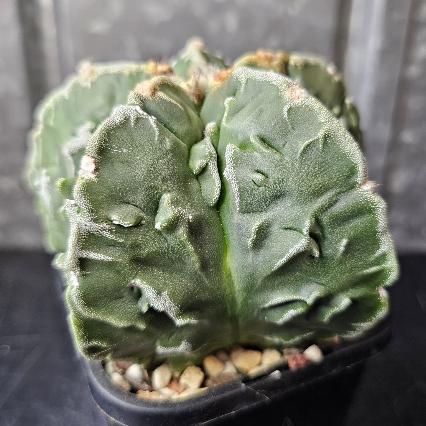 Astrophytum myriostigma cv. Fukuryu (Show Quality)