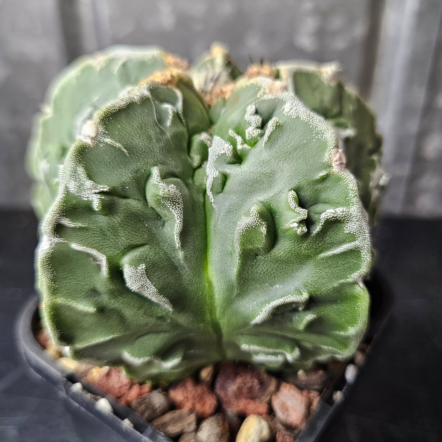 Astrophytum myriostigma cv. Fukuryu (Show Quality)