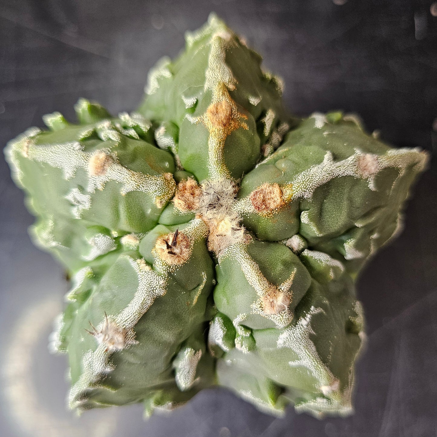 Astrophytum myriostigma cv. Fukuryu (Show Quality)