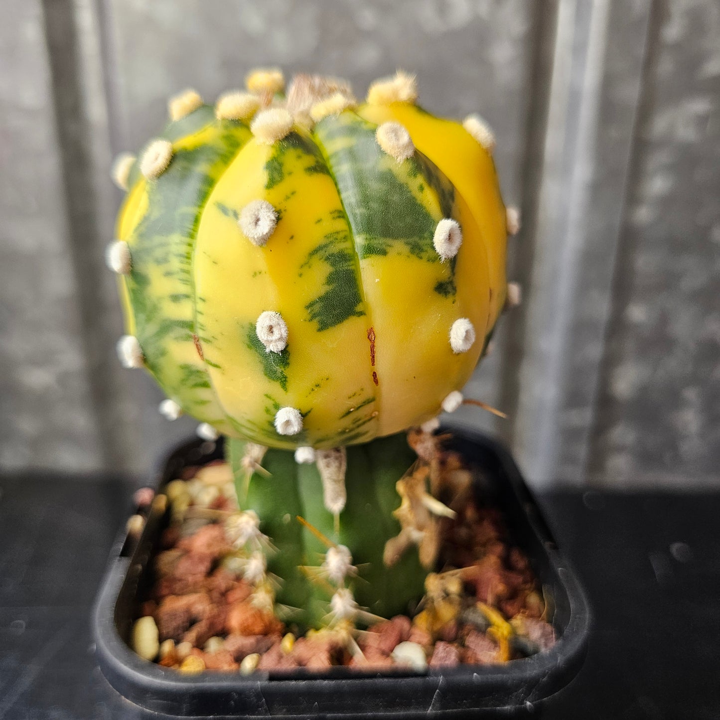Astrophytum asterias variegated