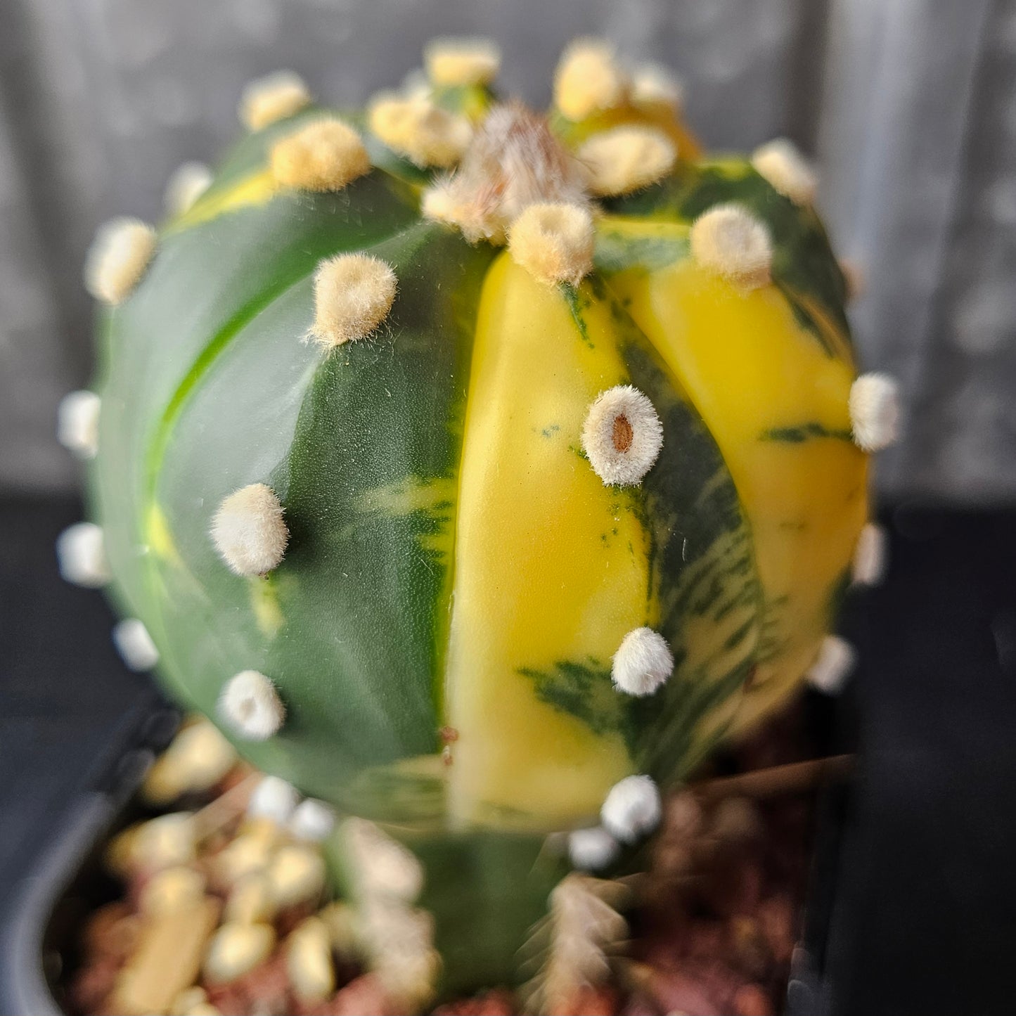 Astrophytum asterias variegated