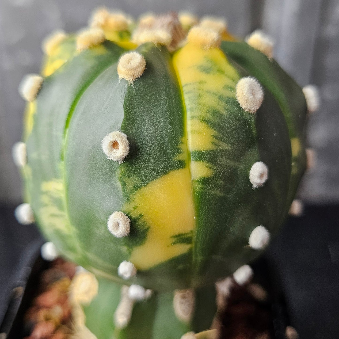 Astrophytum asterias variegated
