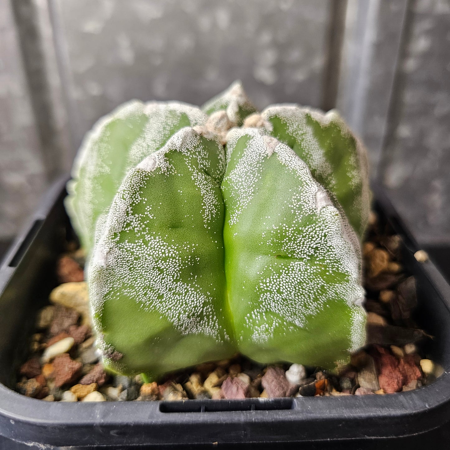 Astrophytum myriostigma