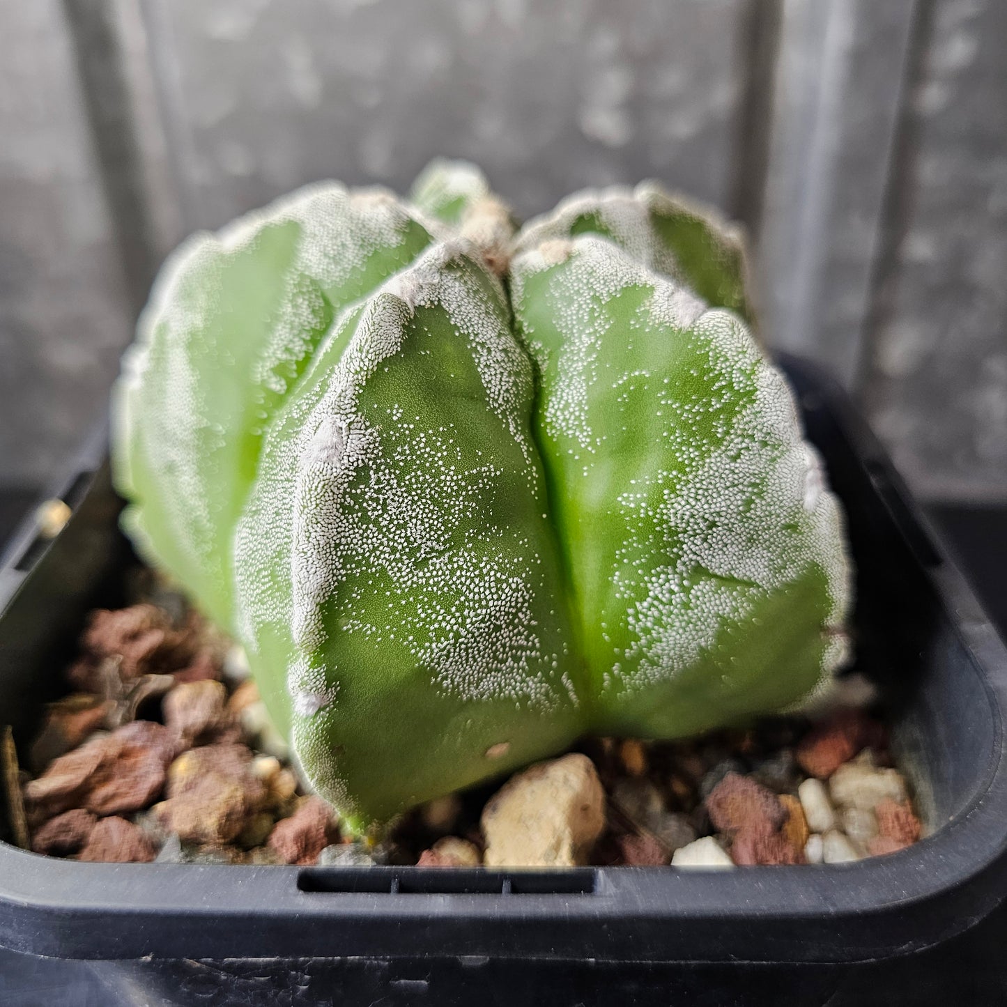 Astrophytum myriostigma