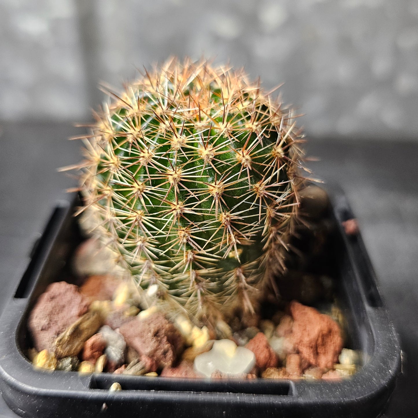 Lobivia hybrid (3B2)