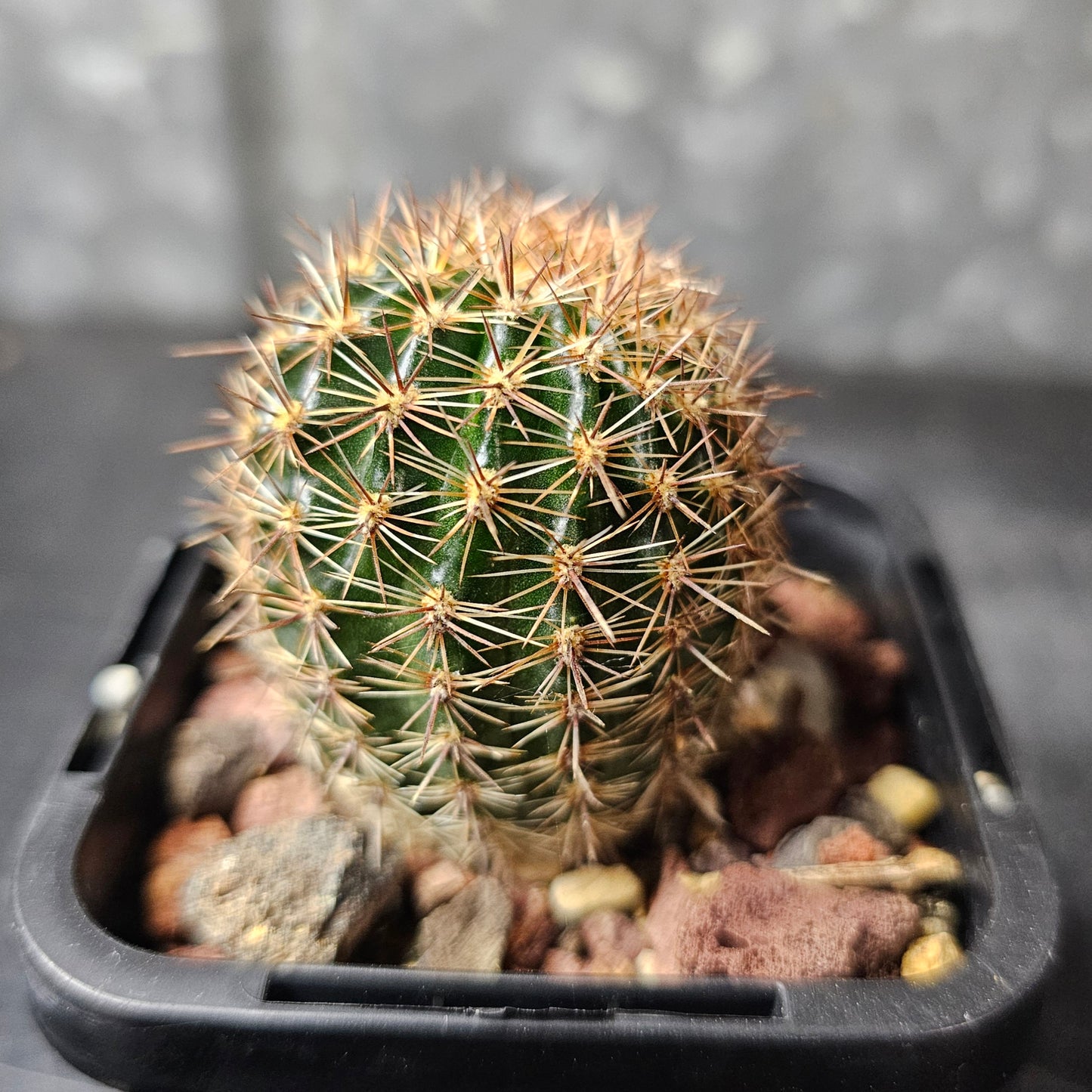 Lobivia hybrid (3B2)