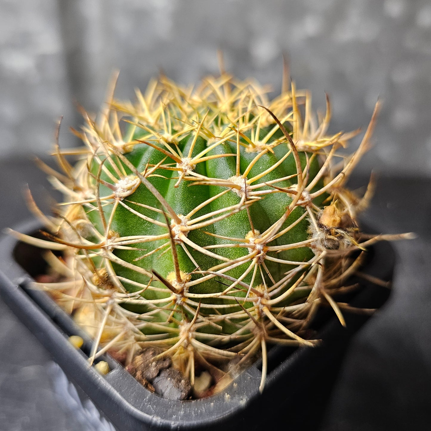 Lobivia hybrid (7ZM)