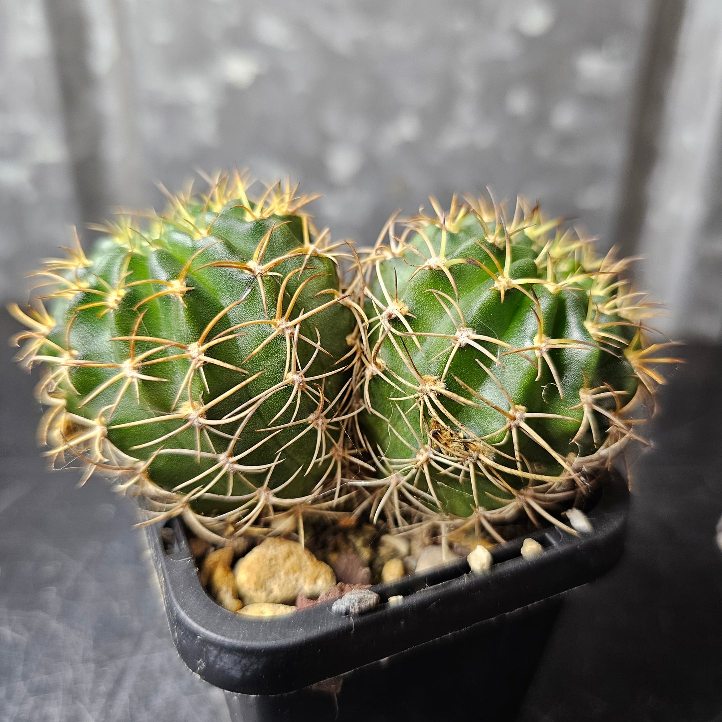 Lobivia hybrid (J27)