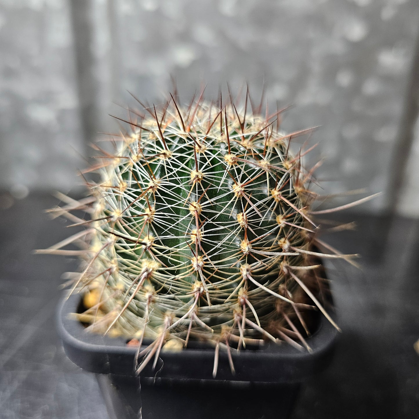 Lobivia hybrid (GB3)