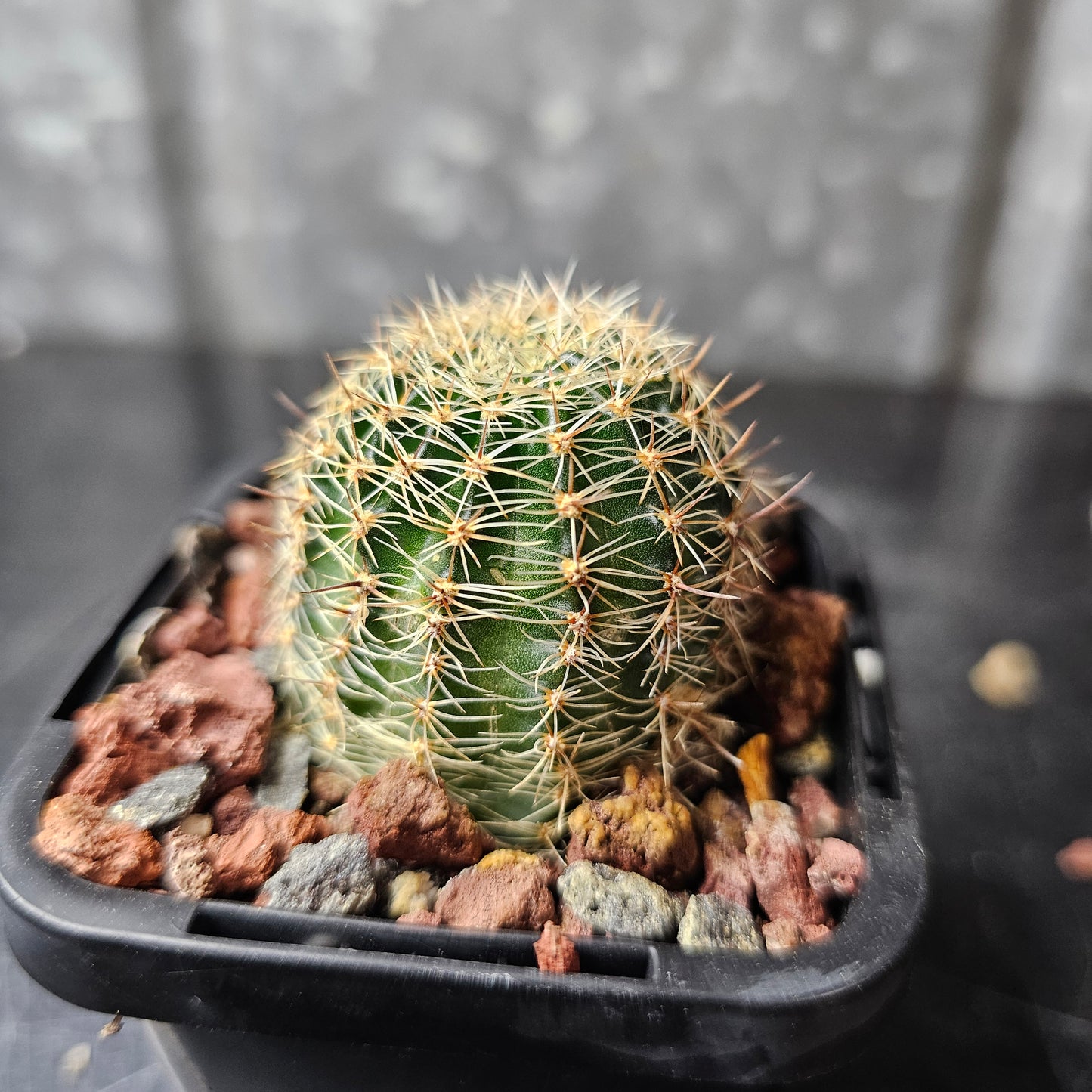 Lobivia hybrid (UJ5)