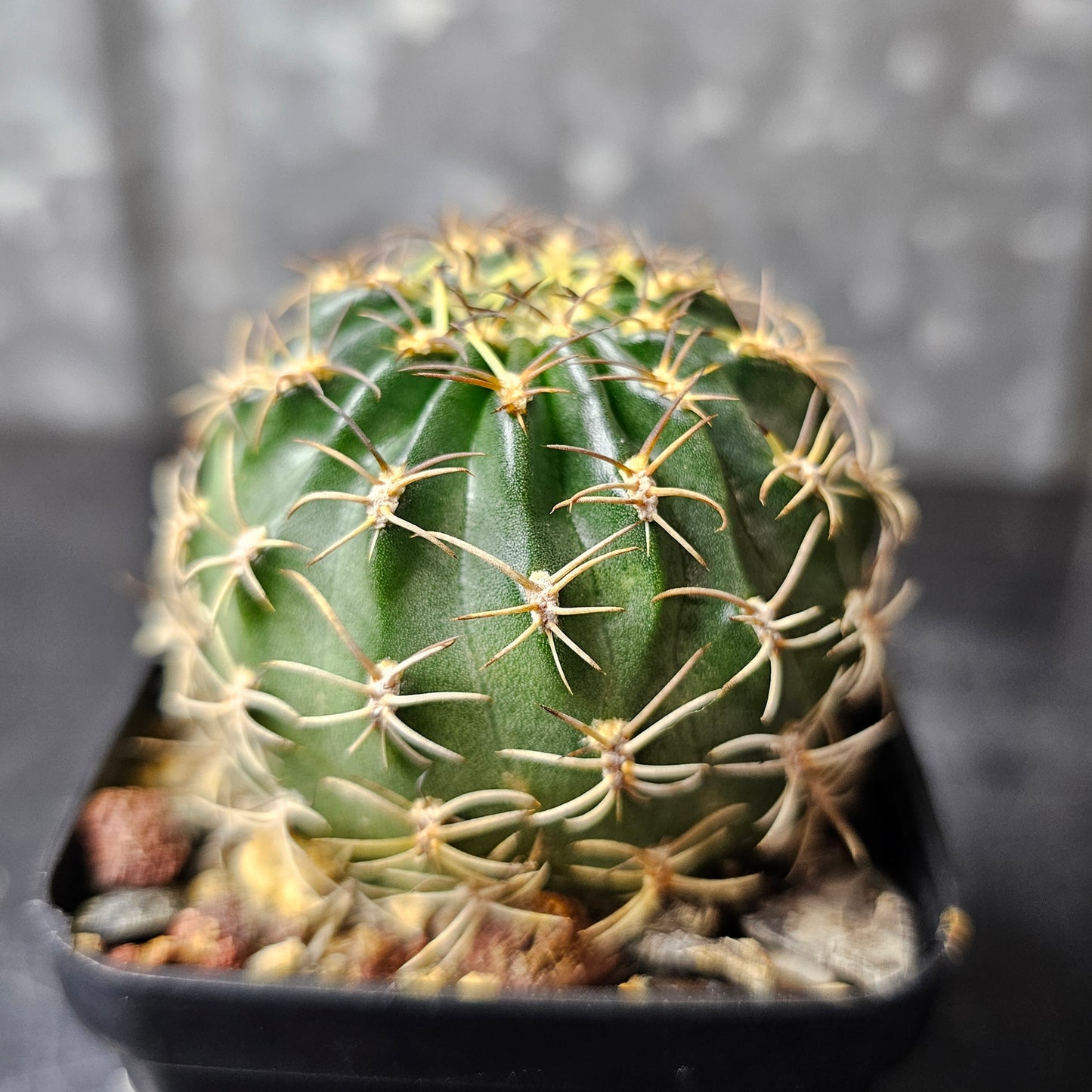 Lobivia hybrid (9YW)