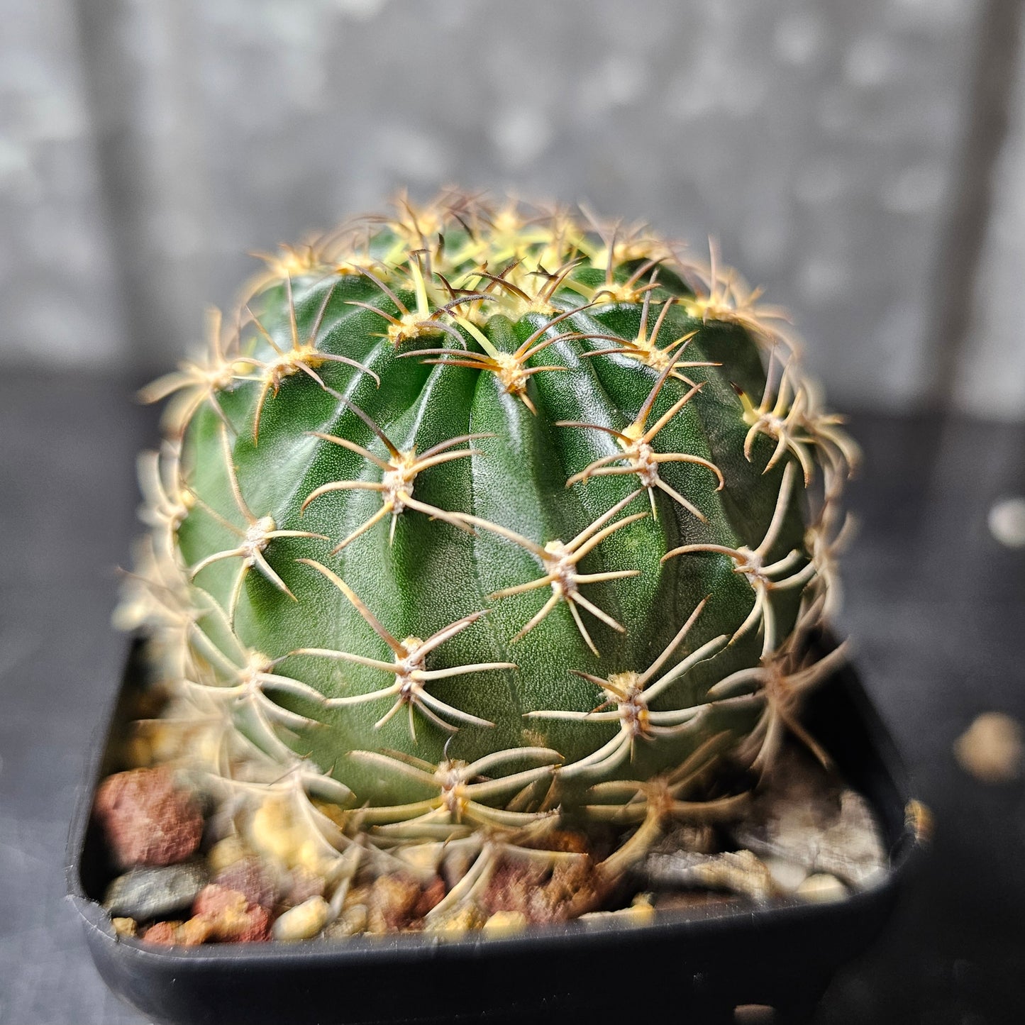 Lobivia hybrid (9YW)