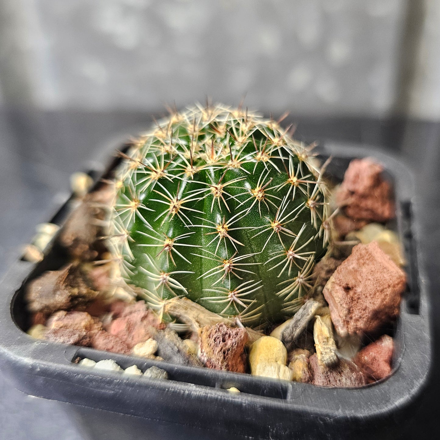 Lobivia hybrid (76P)