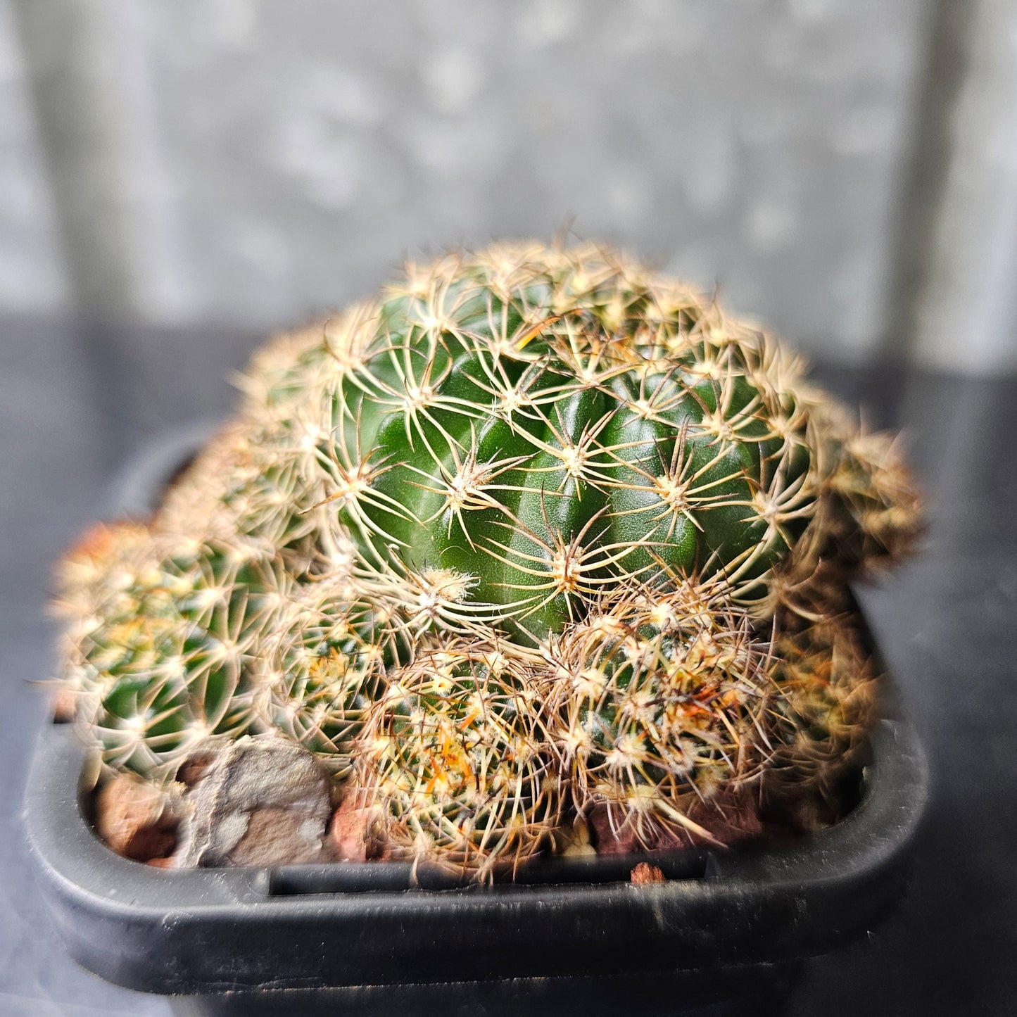 Lobivia hybrid (H3B)