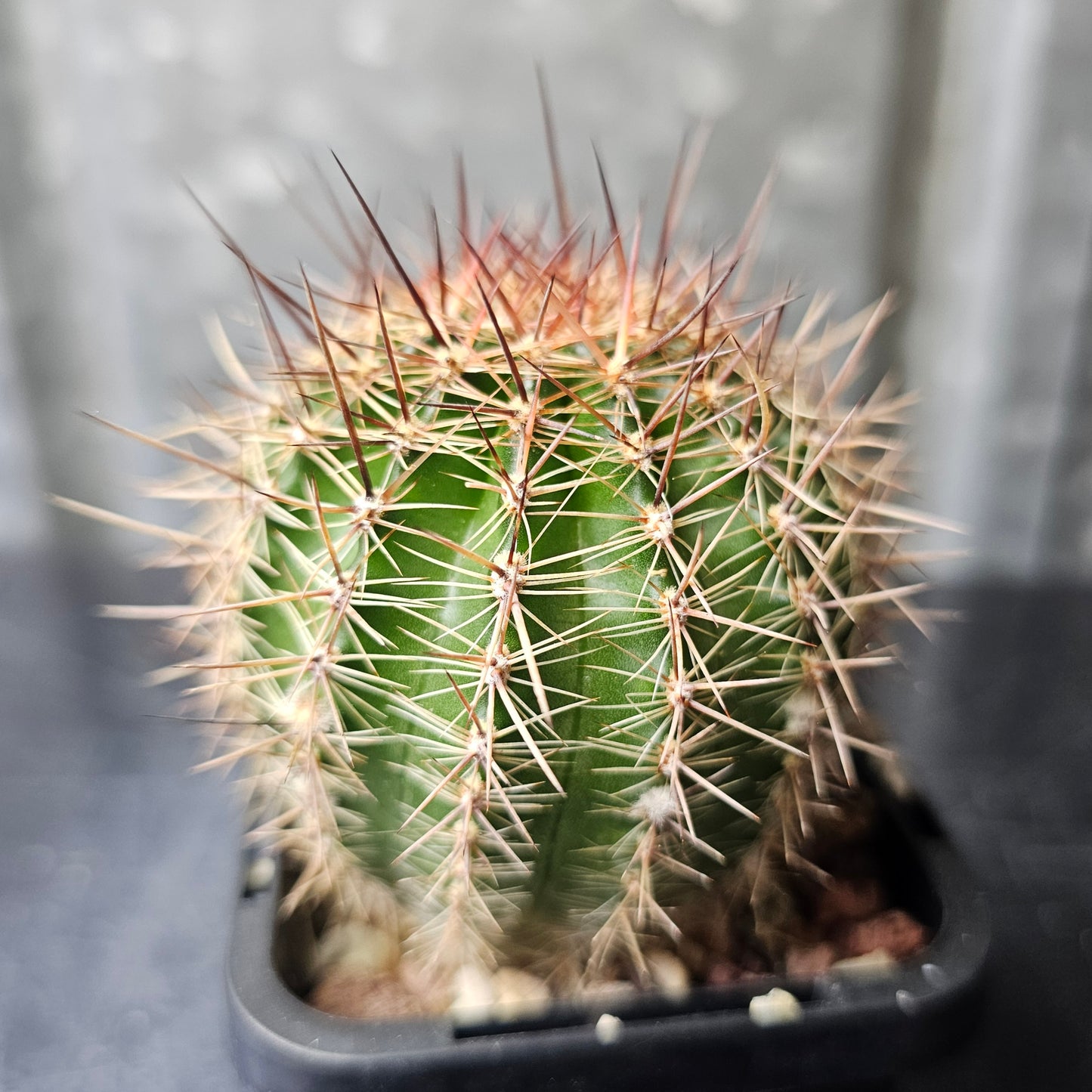 Lobivia hybrid (1EB)