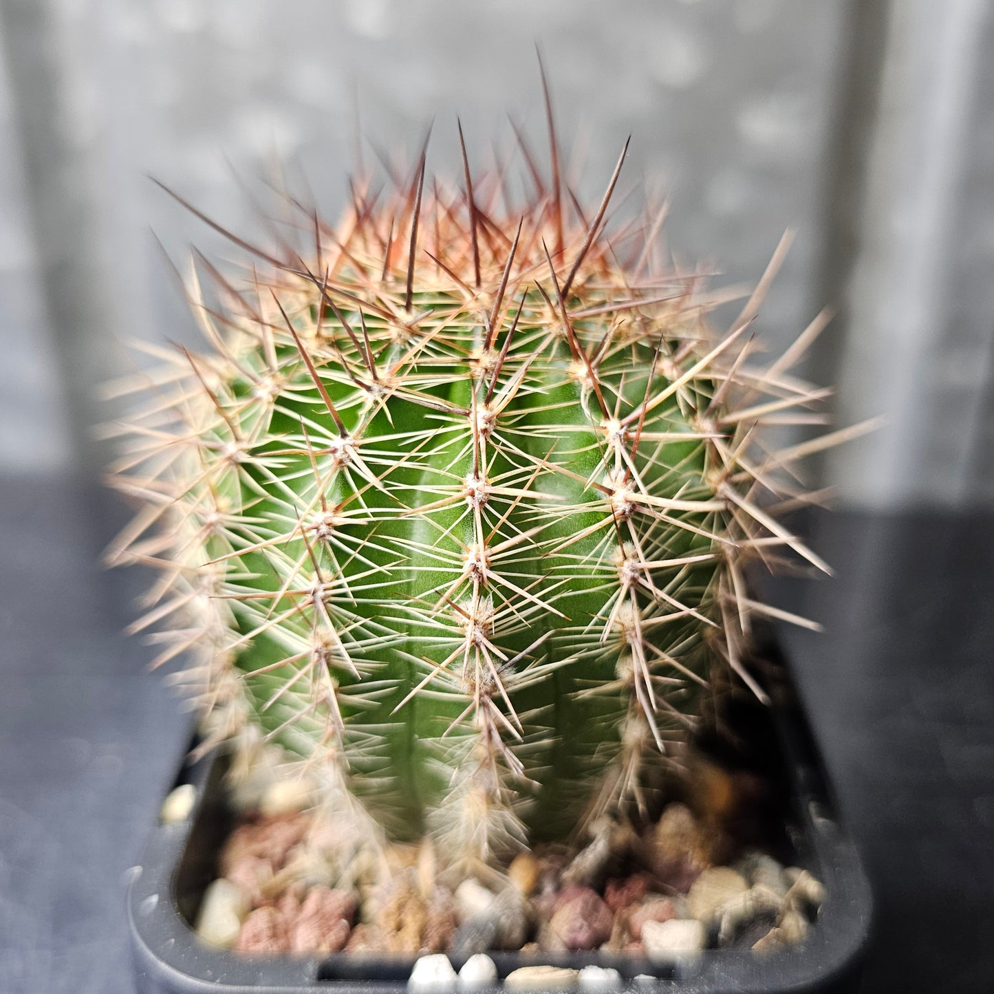 Lobivia hybrid (1EB)