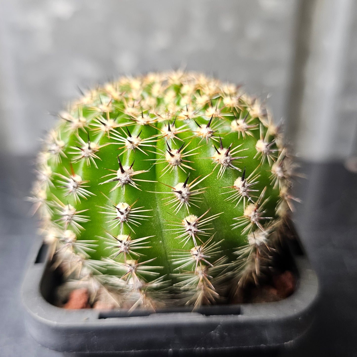 Lobivia hybrid (82W)