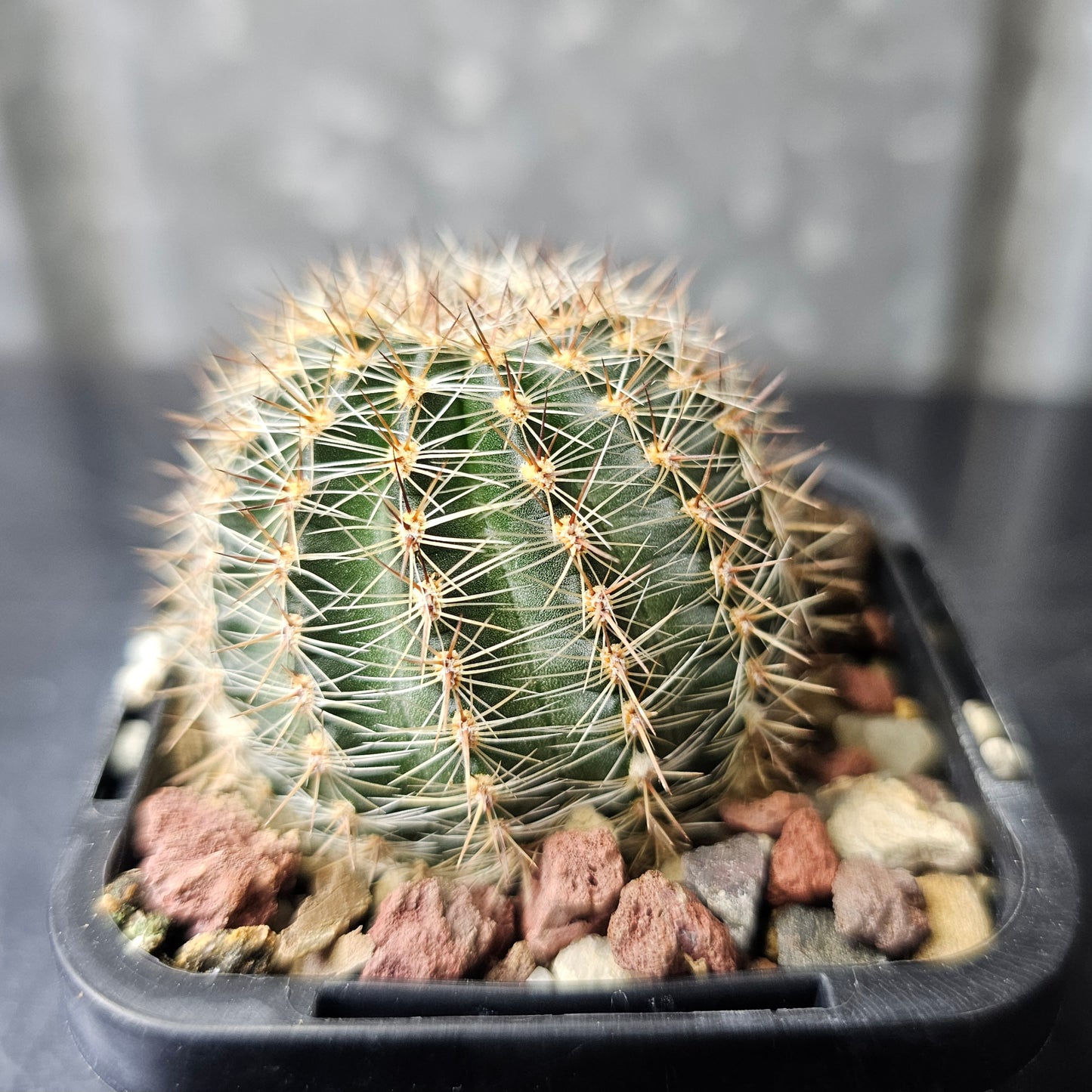 Lobivia hybrid (Y4P)