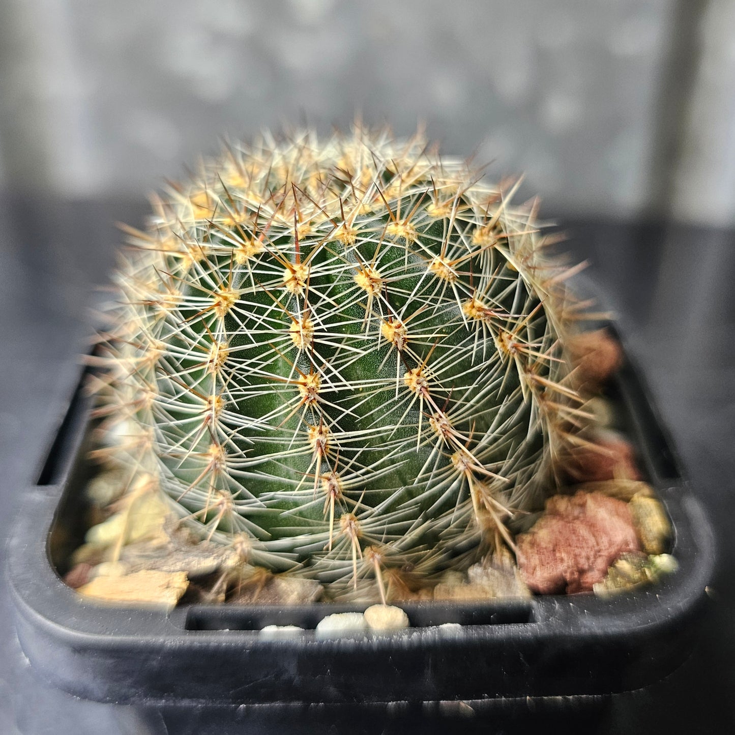 Lobivia hybrid (Y4P)