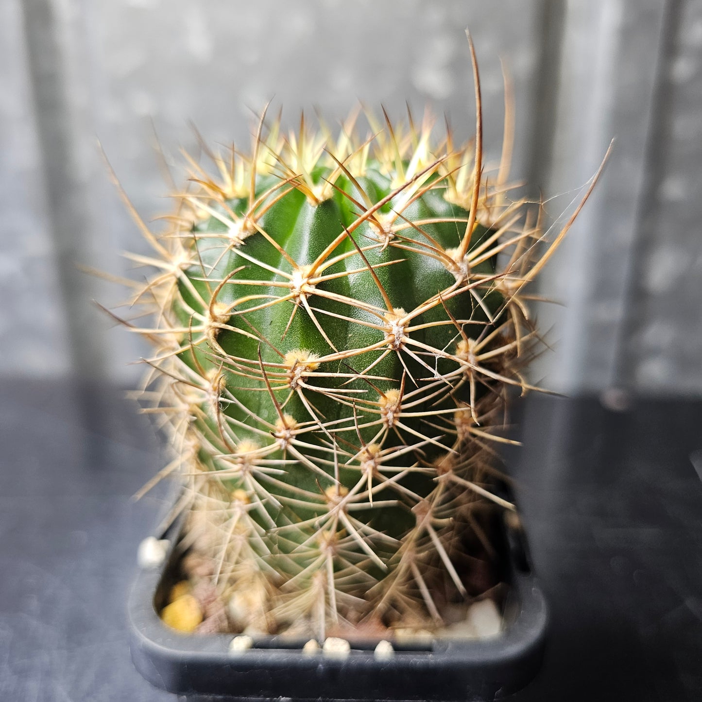 Lobivia hybrid (T6F)
