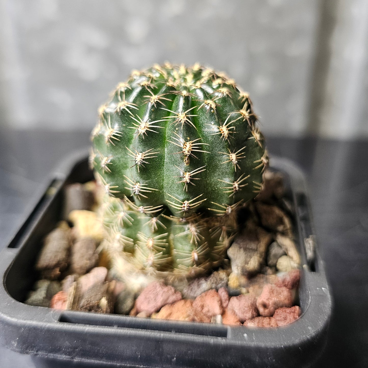 Lobivia hybrid (1TM)