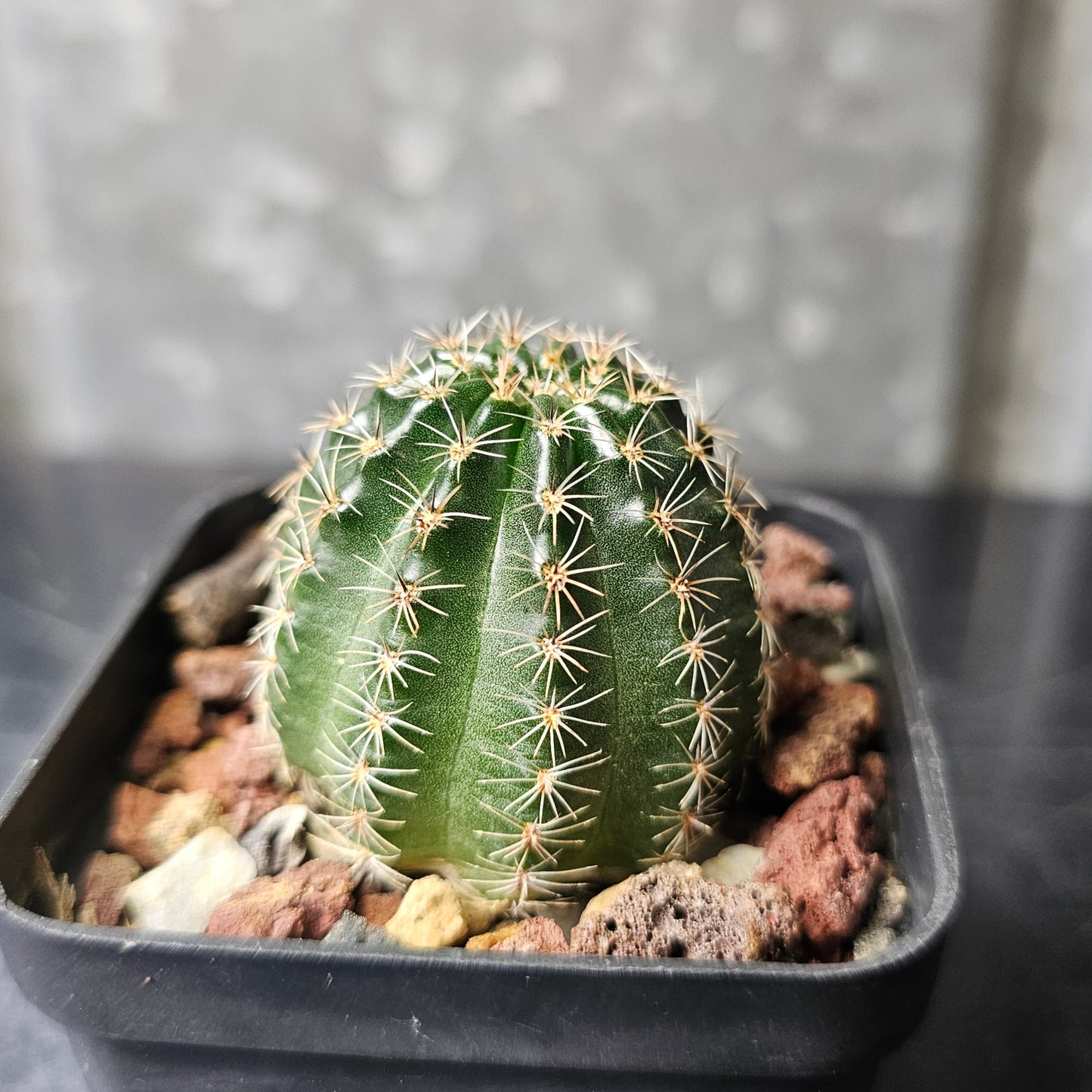 Lobivia hybrid (55A)