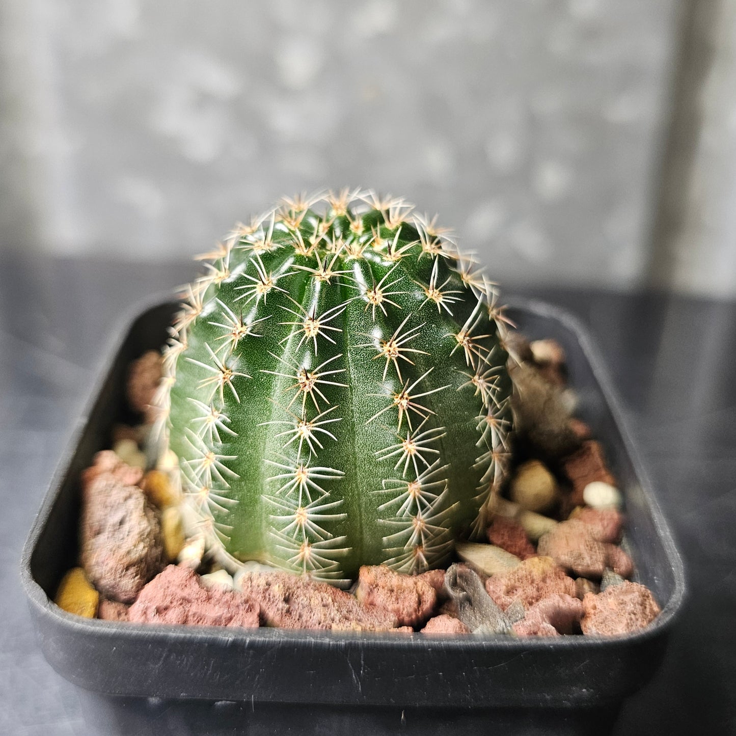 Lobivia hybrid (55A)