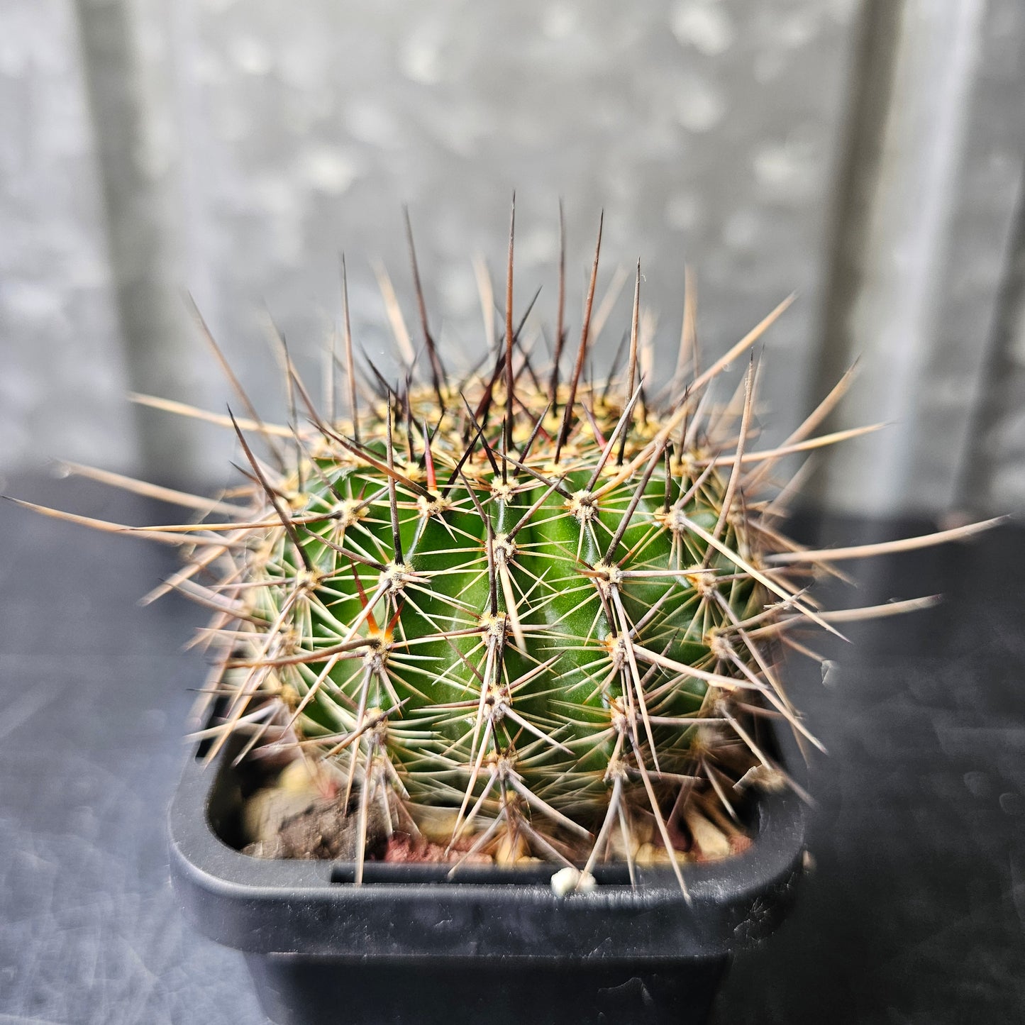 Lobivia hybrid (KR9)
