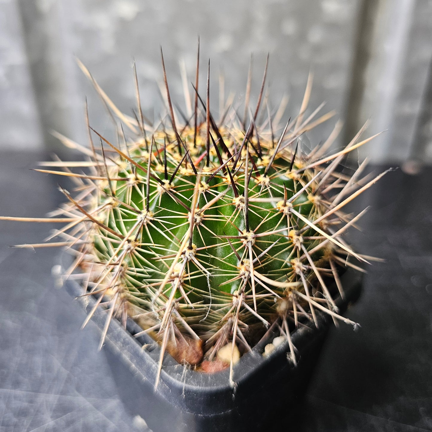 Lobivia hybrid (KR9)