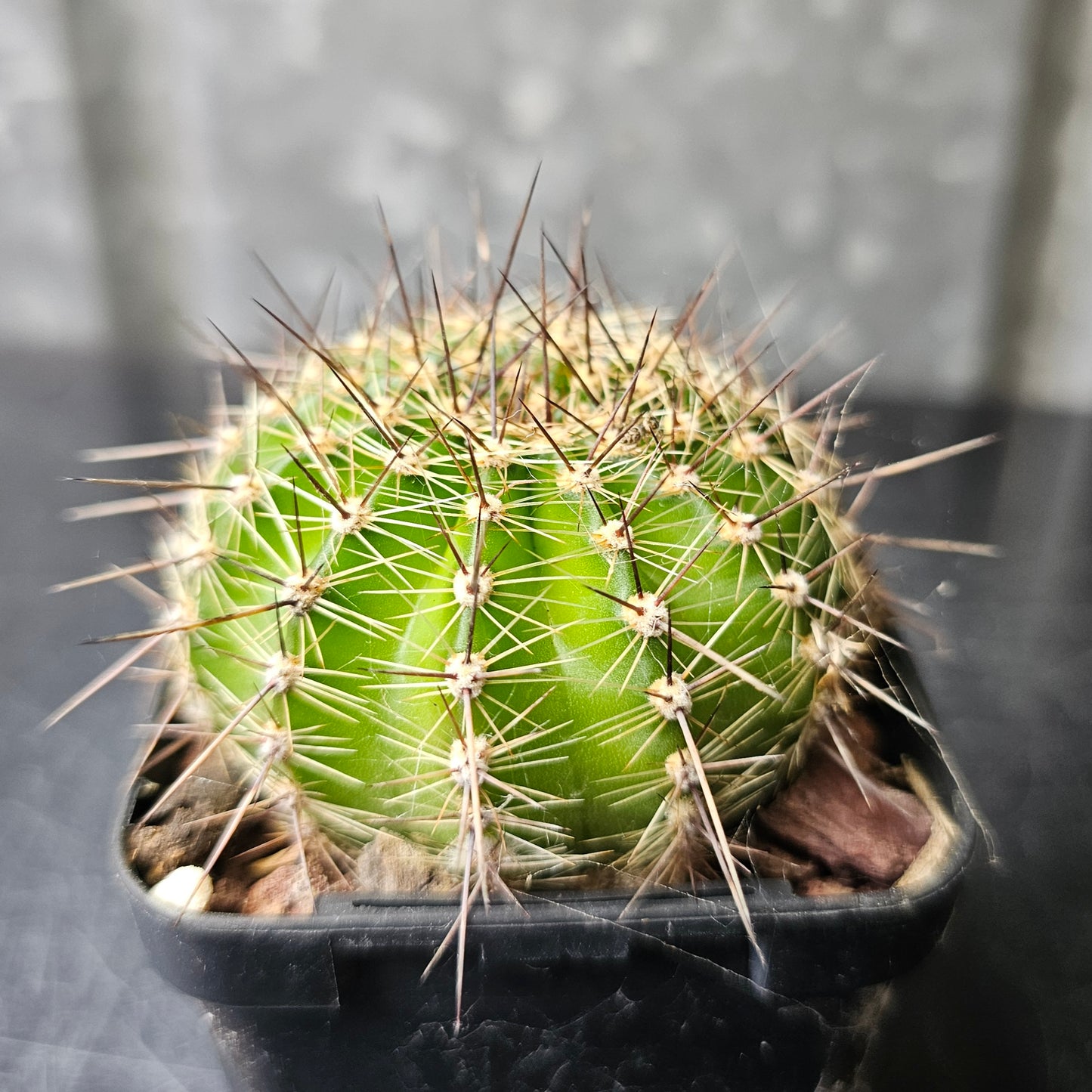 Lobivia hybrid (H43)