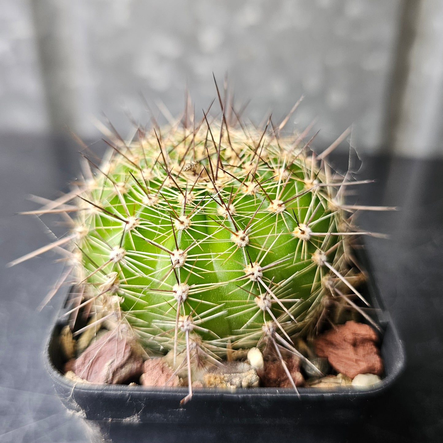Lobivia hybrid (H43)