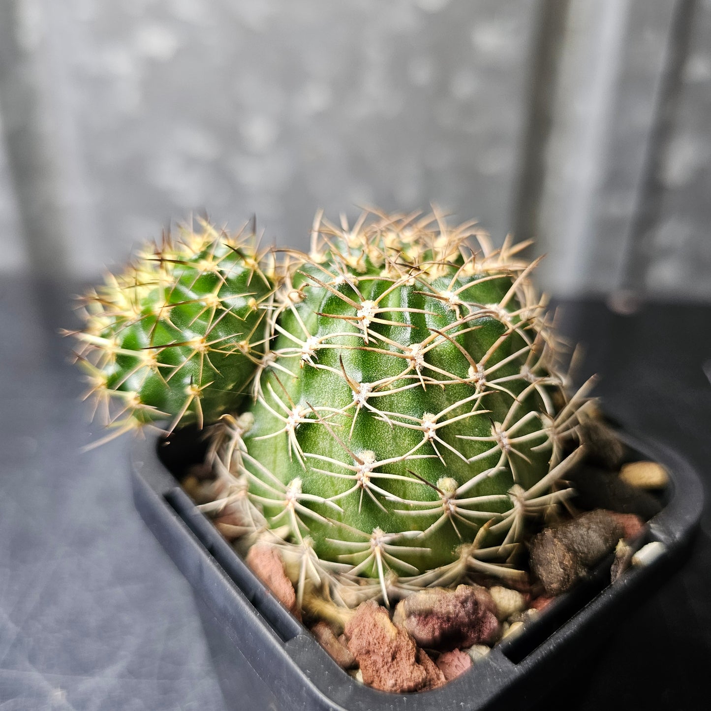 Lobivia hybrid (17B)