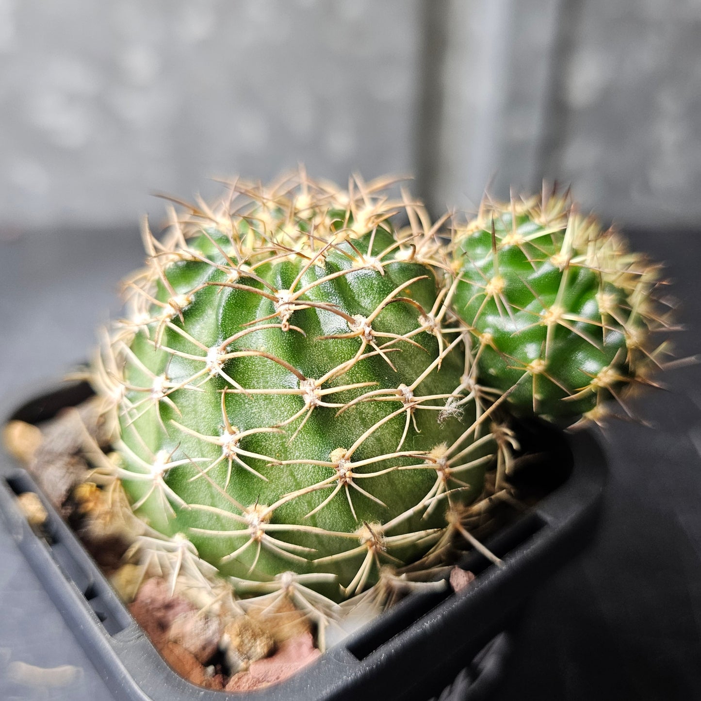 Lobivia hybrid (17B)