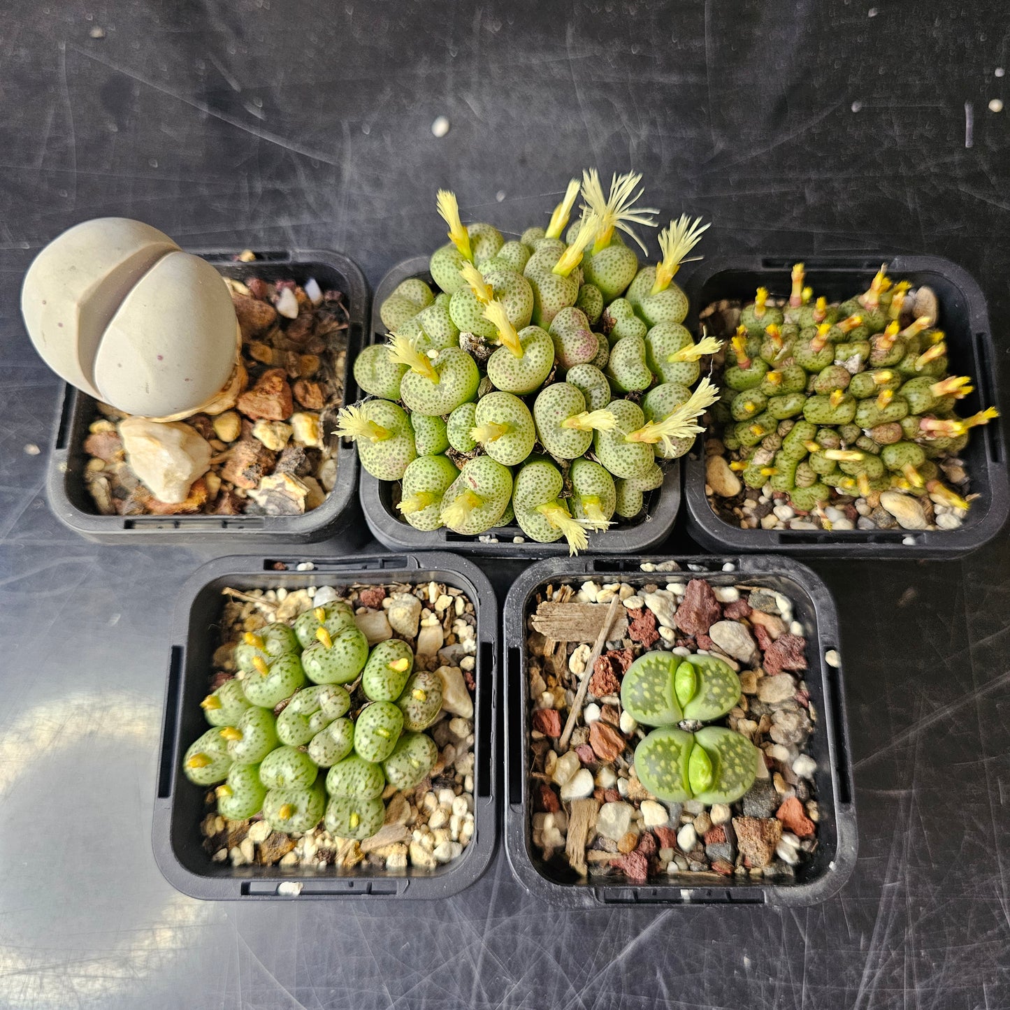 Sneaky Squirrel - 5 plants