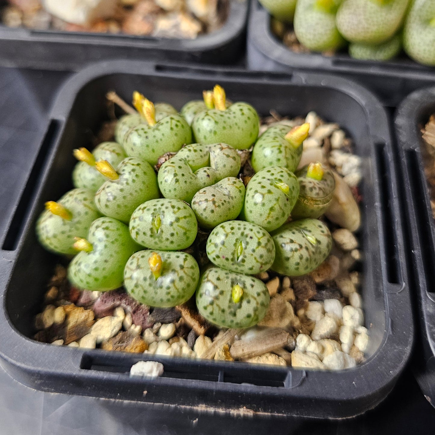 Sneaky Squirrel - 5 plants
