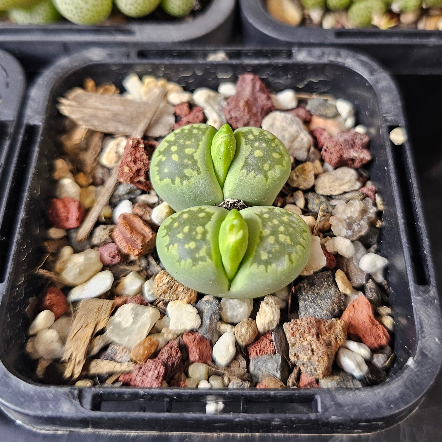 Sneaky Squirrel - 5 plants