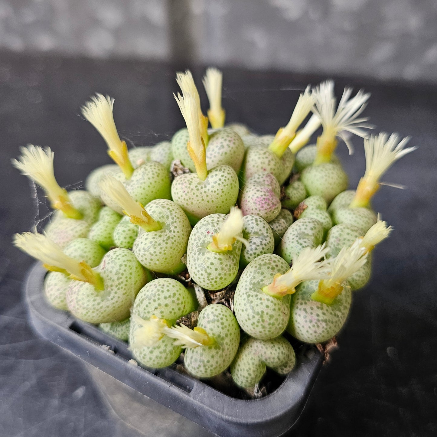Sneaky Squirrel - 5 plants
