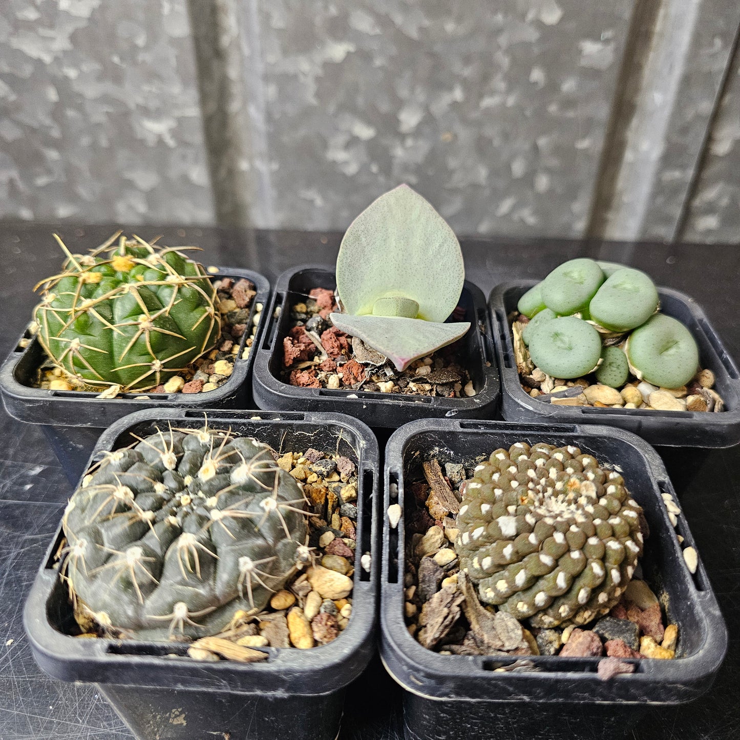 Feral Squirrel - 5 plants