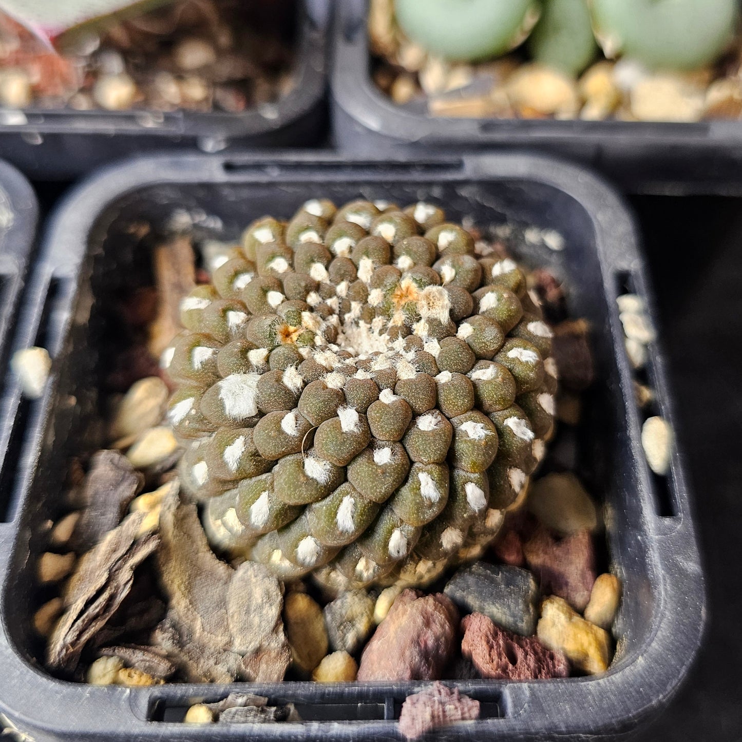 Feral Squirrel - 5 plants