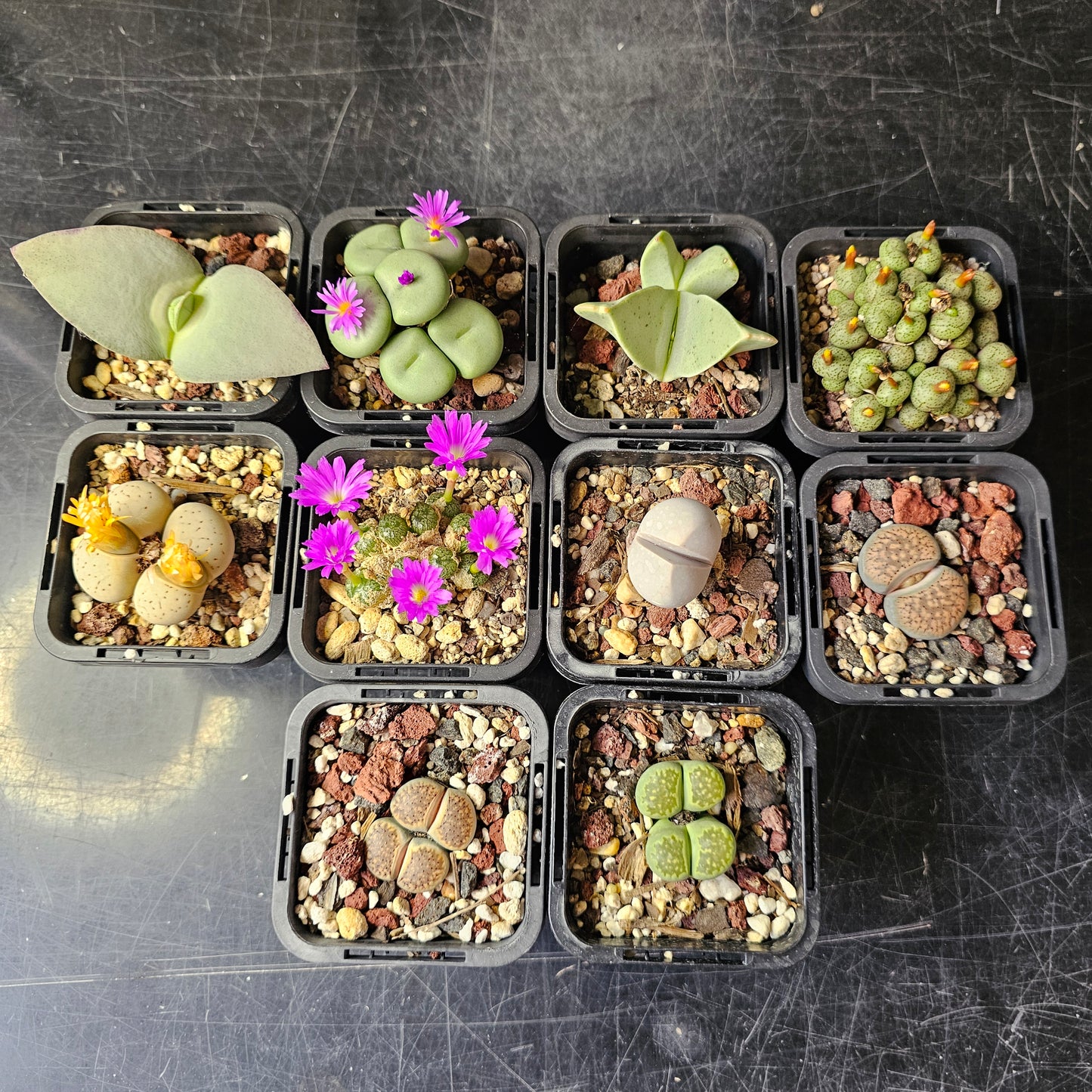 Panic Squirrel - 10 plants
