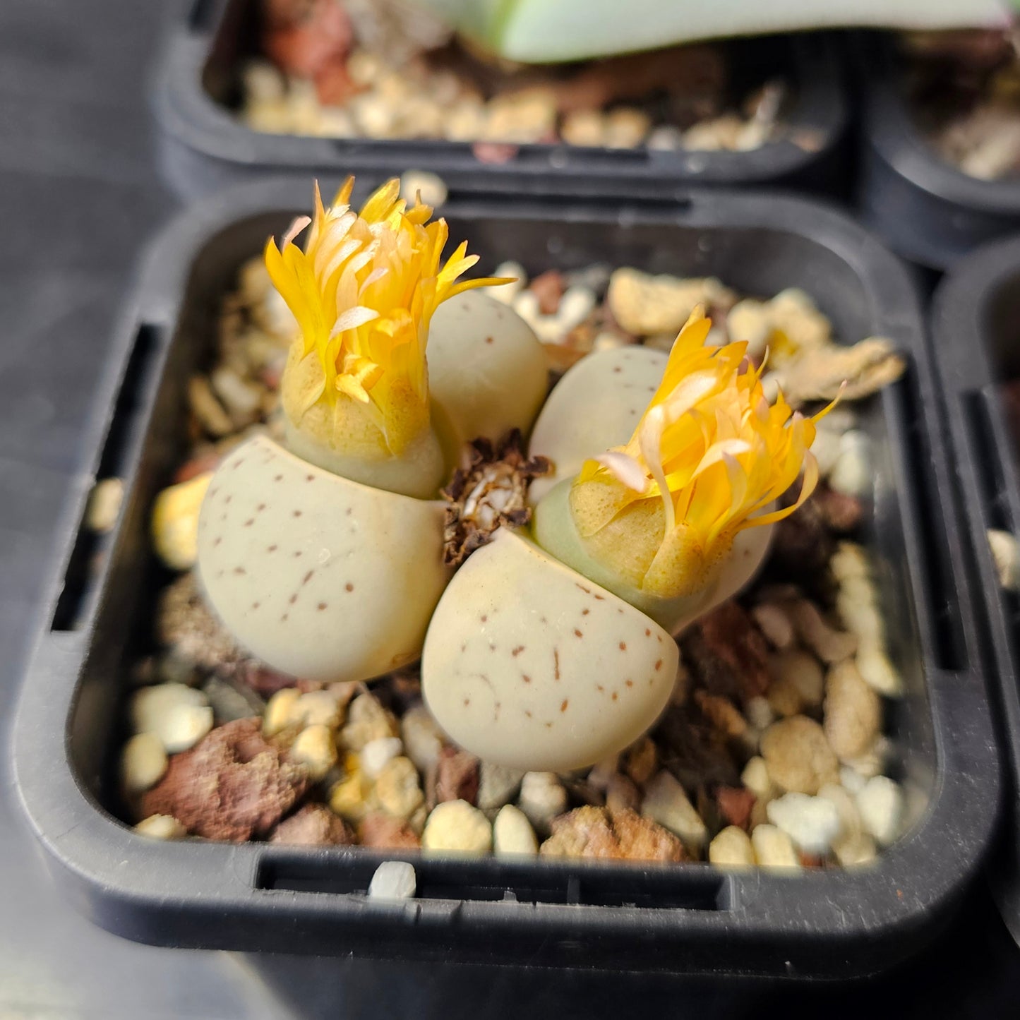 Panic Squirrel - 10 plants