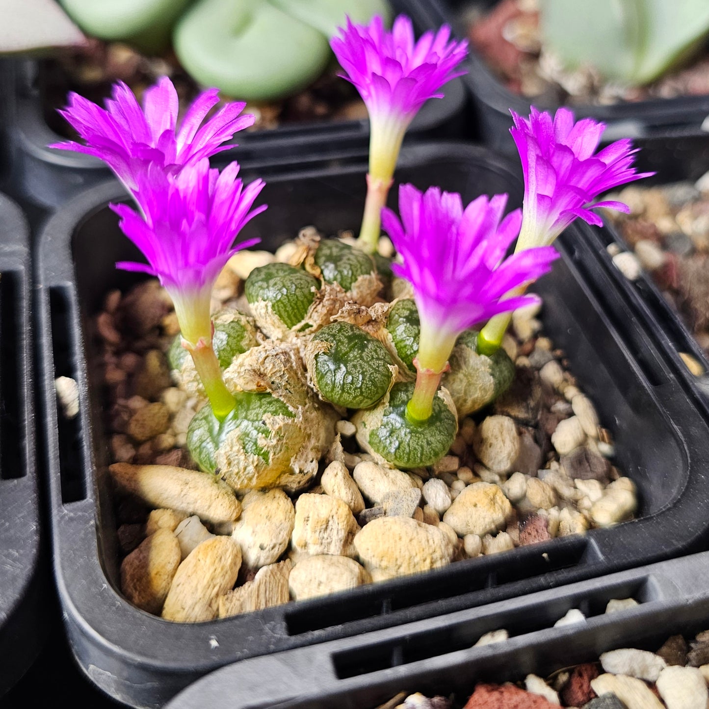 Panic Squirrel - 10 plants