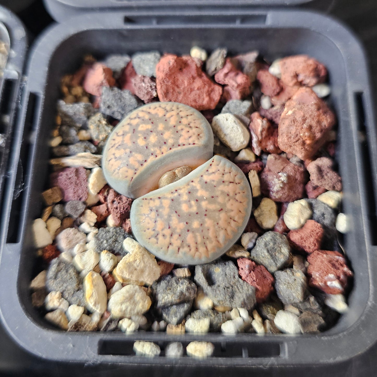 Panic Squirrel - 10 plants