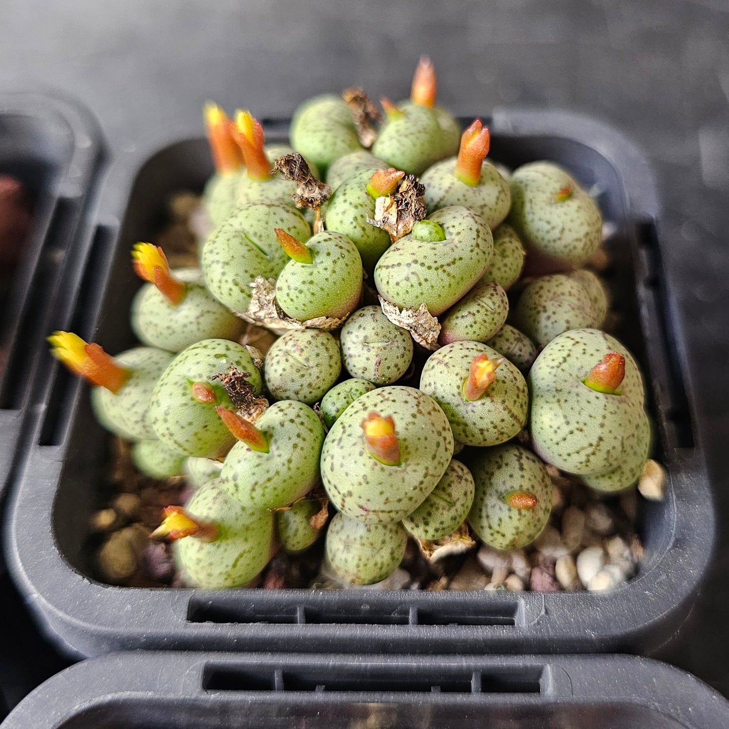 Panic Squirrel - 10 plants