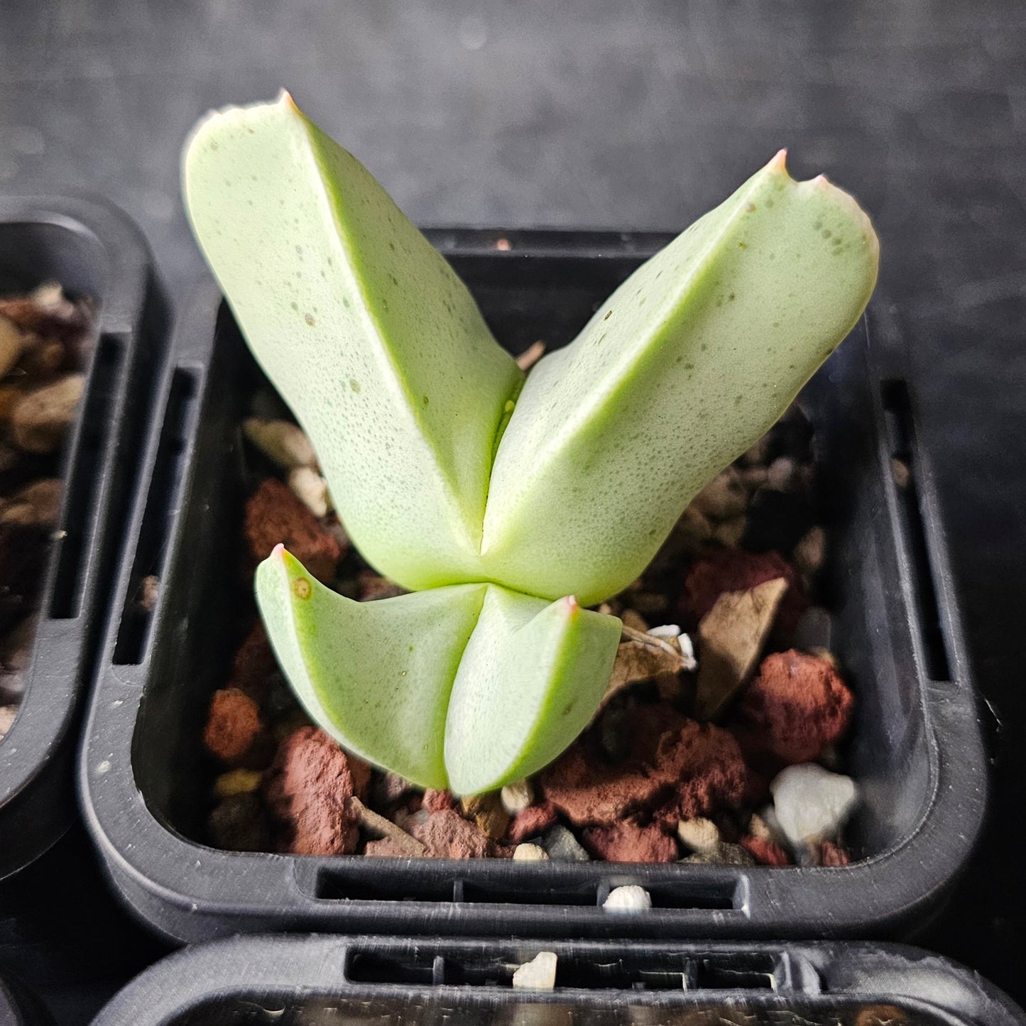 Panic Squirrel - 10 plants