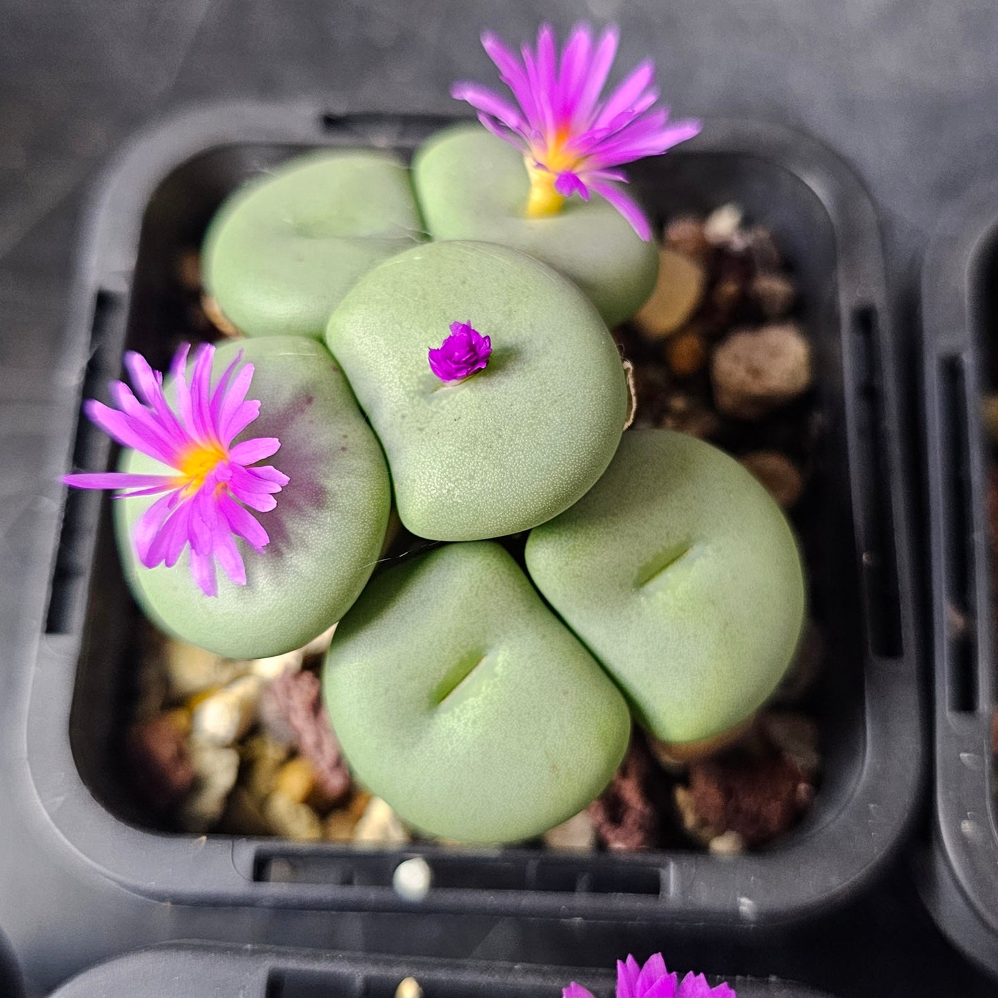 Panic Squirrel - 10 plants