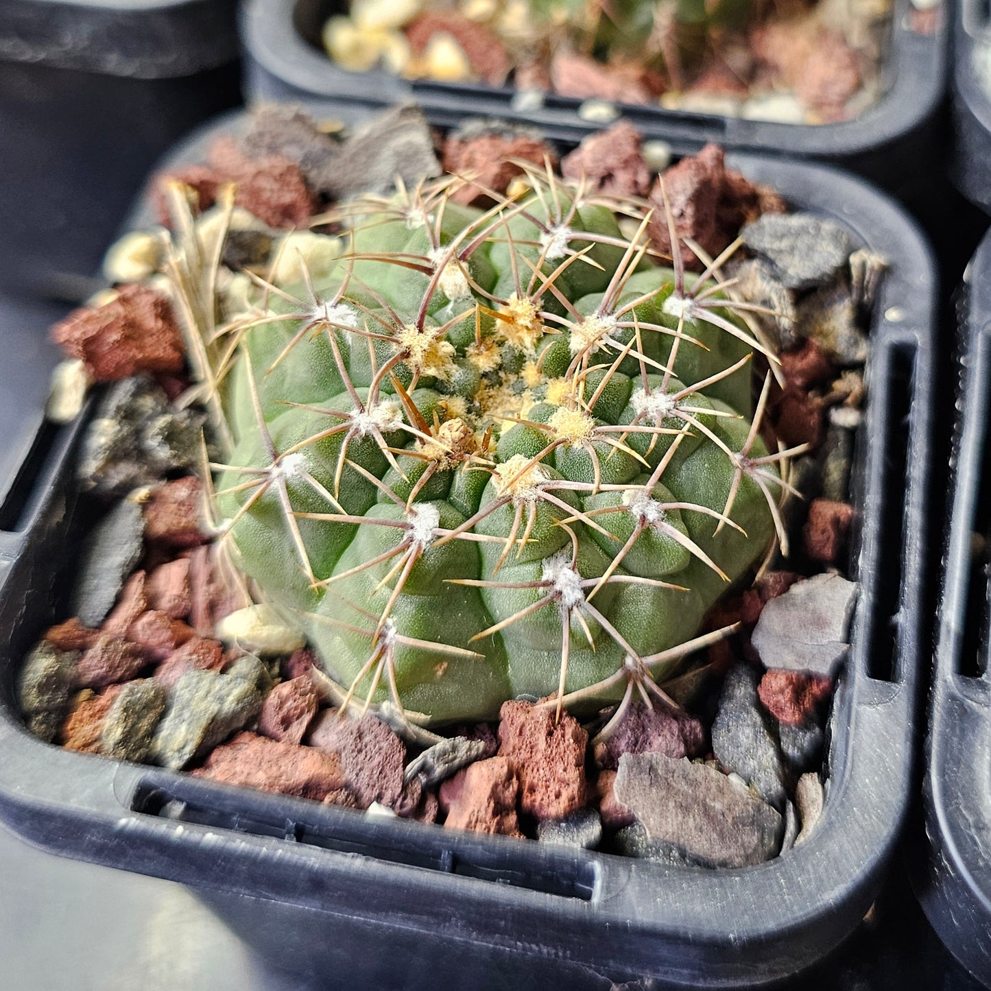 Squirrel Stash - 10 plants