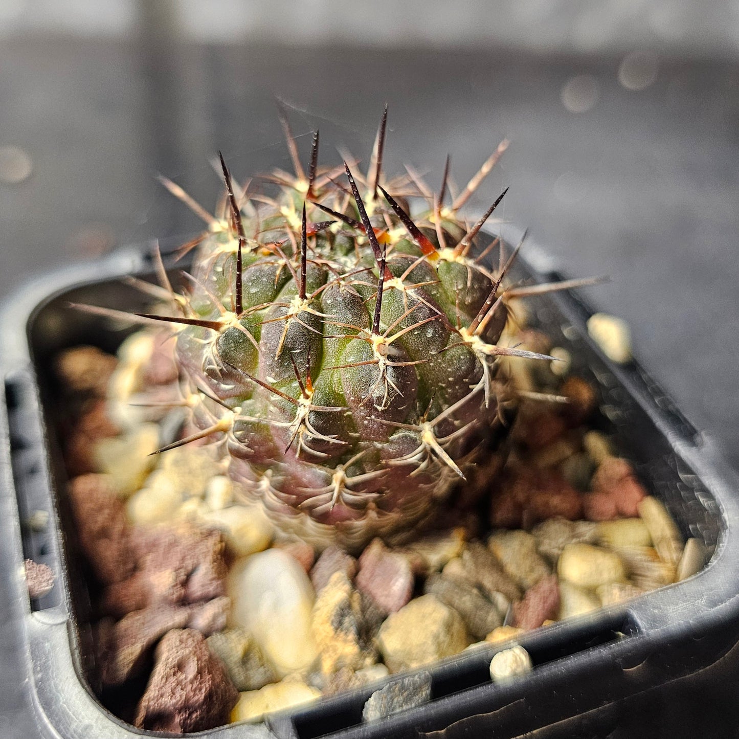 Squirrel Stash - 10 plants