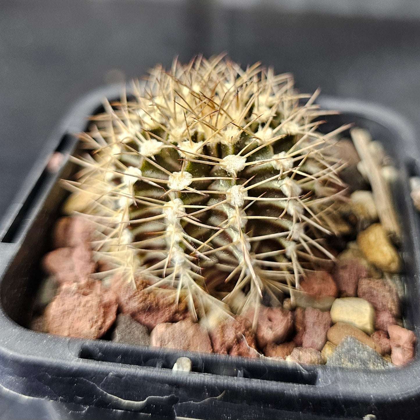 Squirrel Stash - 10 plants